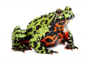 Bombina orientalis